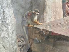 -灵玲国际马戏城