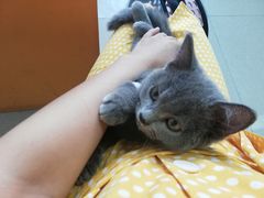 -瑞派福兴宠物医院犬猫全科·骨科·中西医结合(河东店)