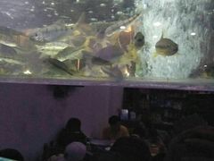 -全乐鱼馆·淳牌有机鱼直营店