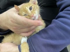 -天宠宠物医院24小时·急重症诊疗中心·全科·腔镜特色(和平分院)