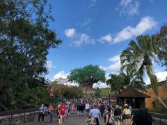 -奥兰多迪士尼动物王国乐园