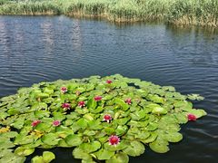 湖中的睡莲花开美美哒-前关湿地公园