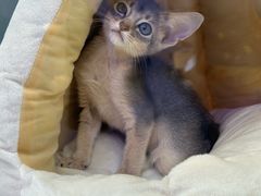 -小猫来了·猫咪专售(红山六九七九店)