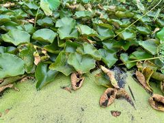 -广富林郊野公园