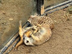 -大连森林动物园