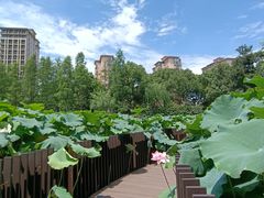 -陈家山荷花公园