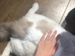 -东方名猫馆·英短金渐层布偶猫舍(环线广场1号楼店)