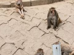 -哈尔滨北方森林动物园