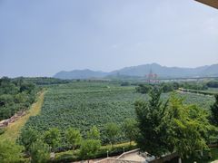-北京张裕爱斐堡酒庄
