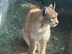 -青藏高原野生动物园