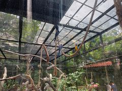 -新加坡飞禽公园