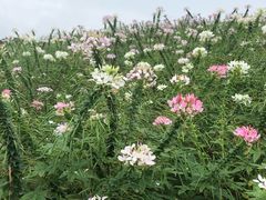-松山湖梦幻百花洲