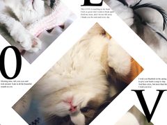 -东方名猫馆·英短金渐层布偶猫舍(环线广场1号楼店)