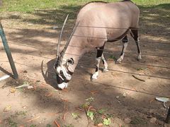 -大连森林动物园