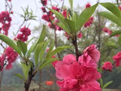 -南宁良凤江国家森林公园