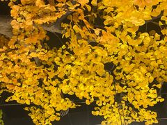 -庭院江南菜•烤鸭•非遗传承(丰台总部基地店)