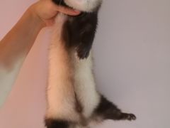 -北京观赏动物医院·24小时大型综合·猫专科·异宠专科