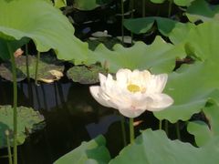 -荷塘月色湿地公园·向阳花洲