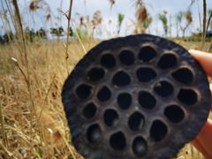 -羊亭河湿地公园