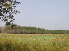 -东郊湿地公园