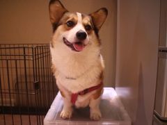 -PETKIT 小佩宠物·低压洗护·美容·寄养(安远店)