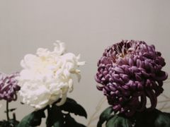 -杭州植物园
