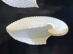 -贝壳梦幻世界
