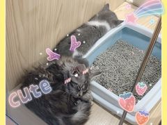 -屋虎猫馆(宝安大仟里店)