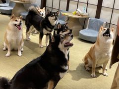 -逗柴咖啡屋·狗咖猫咖宠物桌游