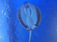 -迪拜水族馆及水下动物园