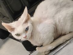 -琪喵猫屋·撸猫猫咖·猫舍