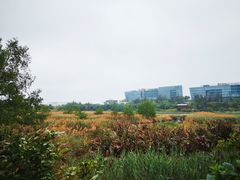 -华侨城湿地公园