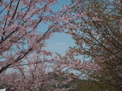 -上海辰山植物园