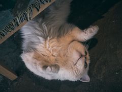 -喵屿·大理花园猫咖