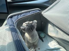 -四月宠物医院·猫专科·心脏专科·内科(转塘店)