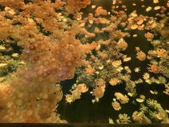 -珠海长隆海洋王国