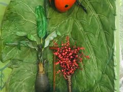 -上海大自然野生昆虫馆(东方明珠·爬宠昆虫探索中心)