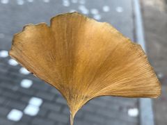 -农园餐厅(北京大学店)