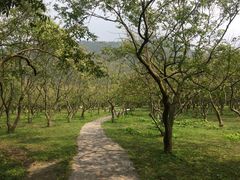 -开平碉楼文化旅游区马降龙景区
