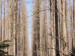 -黄海国家森林公园