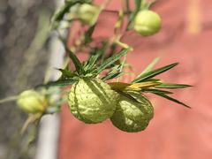 -广州神农草堂中医药博物馆