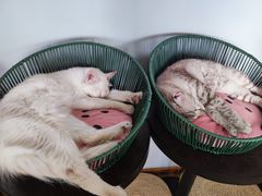 -Cappucimeow猫咪咖啡馆(韦伯时代店)