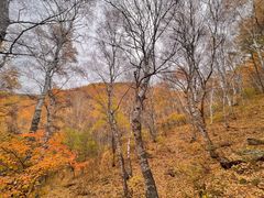 -苏木山森林公园