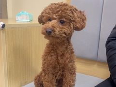-美联众合动物医院·24h转诊中心