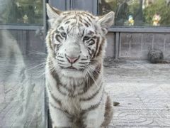 -西霞口神雕山野生动物世界