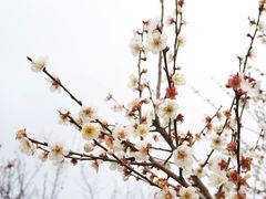 -香雪海