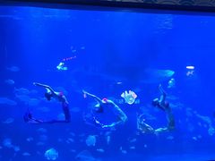 -烟台海昌鲸鲨海洋公园