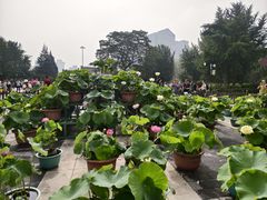 -莲花池公园