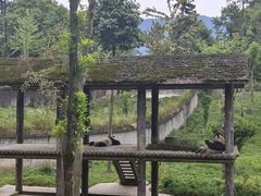 -碧峰峡风景区