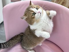 -青奢宠物·青奢猫舍